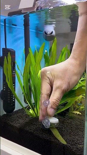 The device can generate oxygen beautifully in the aquarium.#oxygen #aquarium #nature