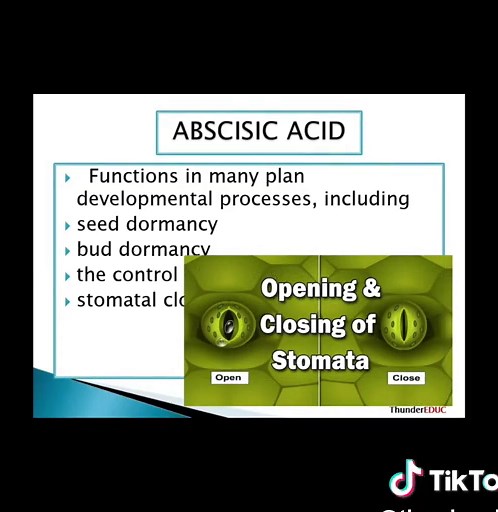 THUNDEREDUC on TikTok