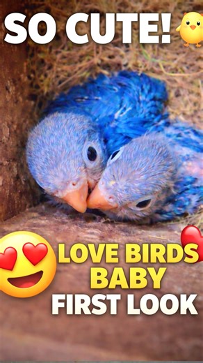 So Cute! 🐣 Love Birds Baby First Look #lovebirds #ytshorts