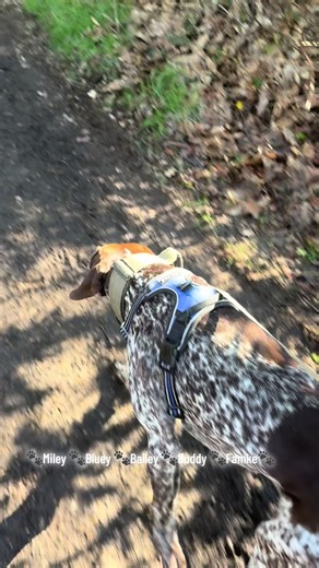 Sun shining, tails wagging, and paws on the move ☀️🐾 Today’s walks were full of adventure, happy energy, and plenty of fun with the best little crew. Watching them explore together, make friends, and enjoy every moment never gets old. Days like this are what it’s all about 💛 Happy dogs, happy days! #happy #dogs #dogreels #sunnydays #dogwalks