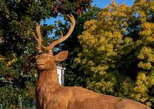 2021 legjobb természetfilmjei | National Geographic
