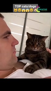 A cat squeezing into a box half its size. | Creative Company