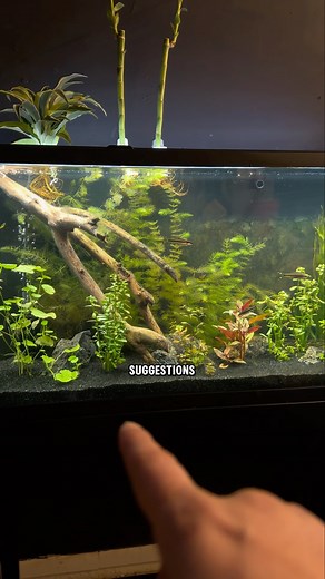 1 Month Into My 55 Gallon Planted Tank🌱 #PlantedTank #55GallonAquarium #AquarimShorts