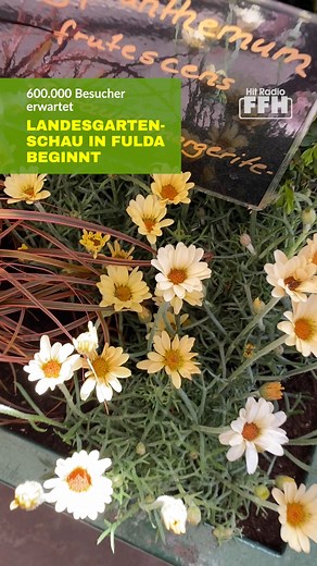 Die Landesgartenschau in Fulda hat begonnen. Auf 42 Hektar ist jede Menge gebaut, neu angelegt und gepflanzt worden. Es ist flächenmäßig die größte Landesgartenschau, die Fulda je hatte: FFH-Reporterin Eva-Maria Lauber hat sich vor Ort umgeschaut: 👉 https://www.ffh.de/link/9802c9f Landesgartenschau Fulda 2.023 | HIT RADIO FFH