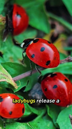 Are Ladybugs Poisonous? #facts #ladybug