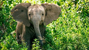 Animal Babies: First Year On Earth - Twin Cities PBS