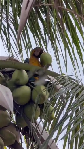 Have you ever seen a macaw open a coconut all on its own and drink the water? Nature never stops surprising us 🦜🥥💧 | Coconut Adventures