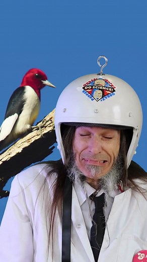 Highest G Force Experienced by a Bird: 13 mph / 20.9 km/h Impact Velocity