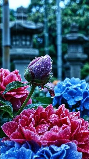 昭和30年第一位 島倉千代子「この世の花」 #ヒット曲