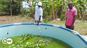 Making organic fish and algae in Ghana