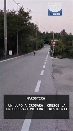 UN LUPO A CROSARA, CRESCE LA PREOCCUPAZIONE FRA I RESIDENTI | 28/07/2026