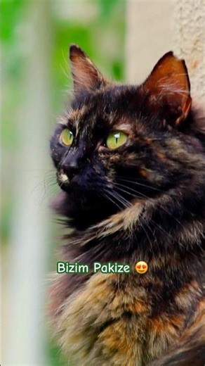 What's your cat's name? #catsofturkiye #cat #cute #kedi