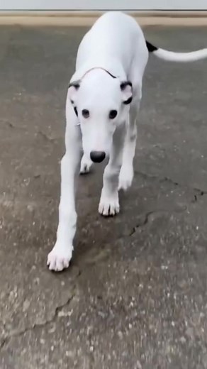 Baby Greyhound Videos: Cute Newborn Puppies Galore!