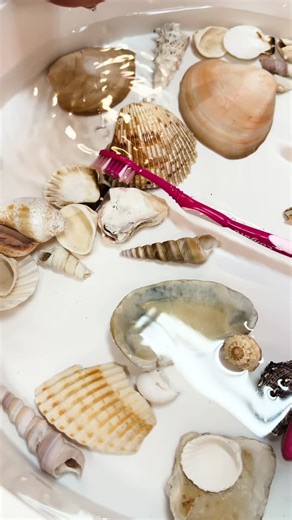 As children carefully clean seashells with toothbrushes, they’re strengthening fine motor skills, hand-eye coordination, and focus. This simple task also encourages sensory exploration, care for natural materials, and scientific curiosity as they observe textures, patterns, and details on each shell. #fyp #teachersoftiktok #EarlyLearningMatters #seeschool #ece