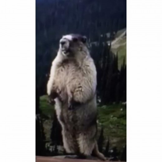 Hello - Adele (Meme)