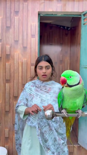 Parrot Training Tips: Getting Your Bird Groomed