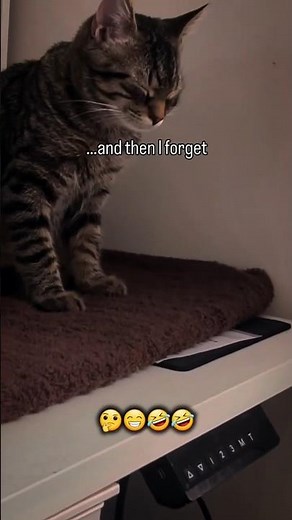 Sometimes I think... and them I forget 👍🤣| funny relatable memes #shorts #relatablememes #memes