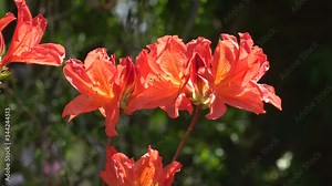 Flowers of orange Azalea pontica (Rhododendron luteum) close up, harmony in nature, medidation concept