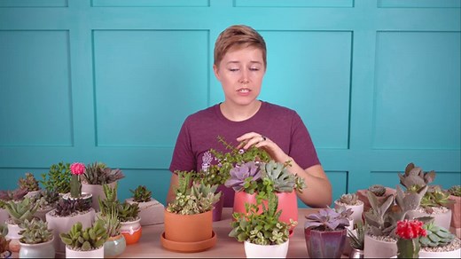 Portulacaria afra "Elephant Bush" Care, Propagation, and Growing Tips