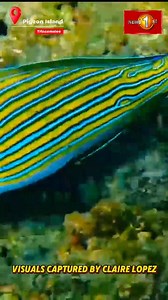 Want To Swim with Sharks In Sri Lanka? 🦈🇱🇰 l Where is Buddmin? l Pigeon Island - Trincomalee #srilanka #ocean #pigeonisland #Trincomalee | Newsfirst.lk English