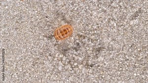Isopoda Porcellio Laevis, family Porcellionidae, is a cosmopolitan, able to move quickly. Found under rocks and logs in humid places