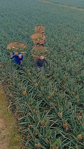 Pineapple 🍍🍍 farming Fields | Zortrax Agriculture Corporation