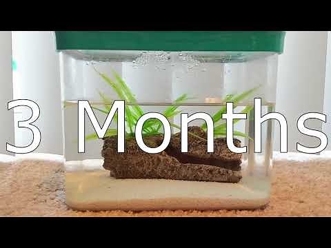 DIY Brine Shrimp Ecosphere - 3 Month Update