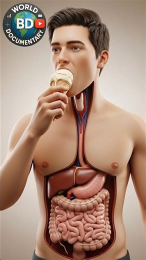 What Happens to Ice Cream Inside Your Body? (3D Digestion Animation) #IceCream #human #3DAnimation