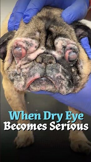 When Dry Eye Becomes Serious - The Eye Vet