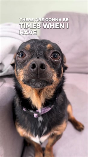 Sad Chihuahua Moments: Understanding Your Dog’s Sadness
