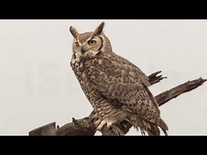 PB | Class 5 | Punjabi | Chapter 8 | Chidiya Ghar_01 (PSEB)