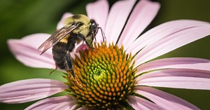 Pollen season marches toward peak activity across southern US