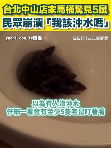 台北中山店家馬桶驚見5鼠 民眾崩潰「我該沖水嗎」｜三立新聞網 SETN.com