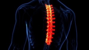 Spinal Cord Vertebral Column Thoracic Vertebrae of Human Skeleton System Anatomy Animation Concept. 3D
