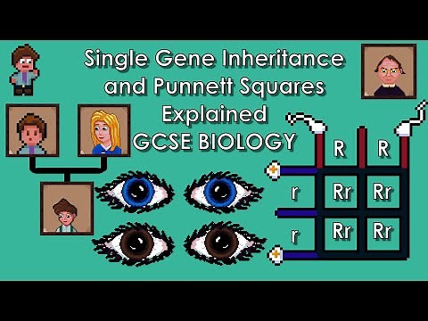 Single Gene Inheritance and Punnett Squares - WJEC Biology - (GCSE REVISION) Year 11