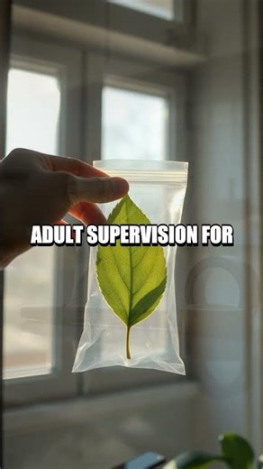 Leaf Transpiration at Home The Quiet Water Show