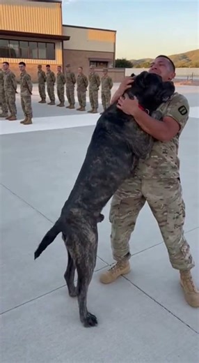 A Soldier's best friend never forgets #ArmyDogs #Loyalty #germanshepherd