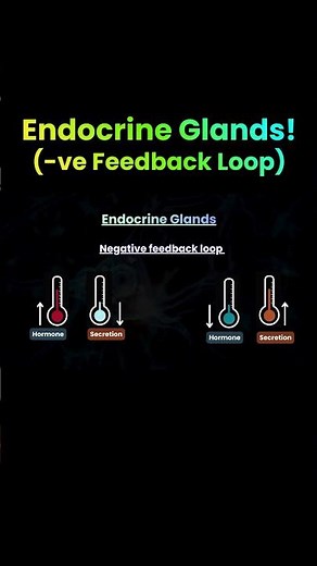 Negative Feedback Loop Made Easy! | Endocrine Glands | NEET Biology | NCERT Biology | Dr. Rajeev Sir
