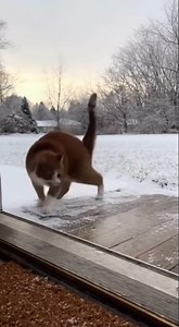 Title: Funniest Cats Ever! You Won’t Stop Laughing! 😹🐾