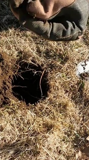Short #231 - "Watch" this video. Metal Detecting with the Nokta Makro Simplex. #metaldetecting