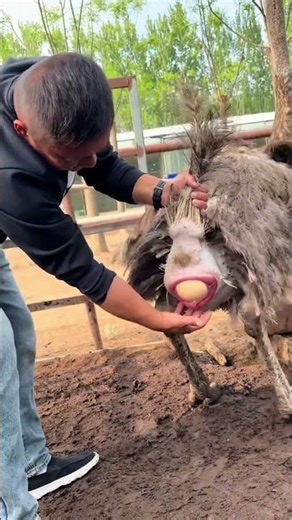 Rural Life: The Challenges of Ostrich Farming Every Day