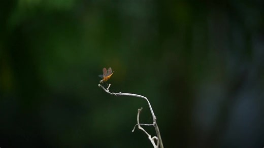 My micro photography 📷 | Hridoy Roy