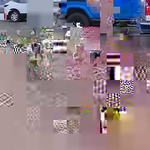 40K views · 572 reactions | The wholle squad pulling up for the 1st day of spring! 藍閭 (Via - Kyle M.) | The Pet Collective | Facebook