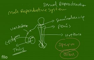 Fimbriae (Oviduct) Funnel of fallopian tube Ovary Fig. 3.27 The... | Filo