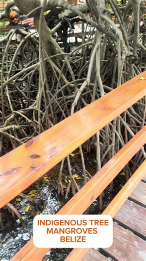 Indigenous Tree History in Caye Caulker Belize 🇧🇿 | Island Nature & Culture 🌿🏝️