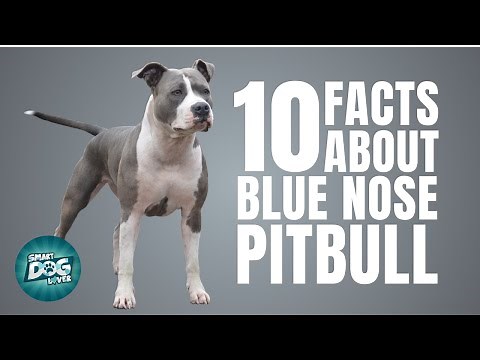 10 Facts About Blue Nose Pitbull | Dogs 101 - Blue Nose Pitbull