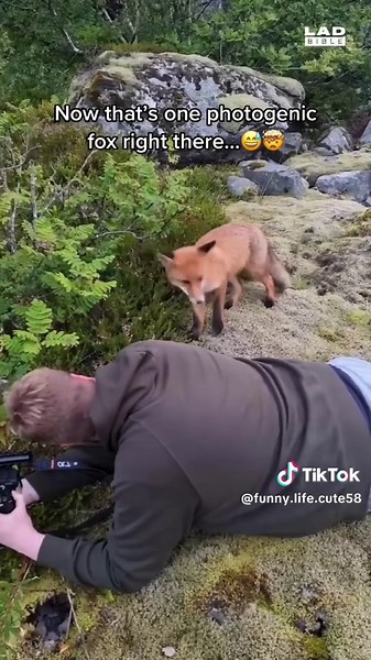 Animals Captured: Adorable Wildlife Photography