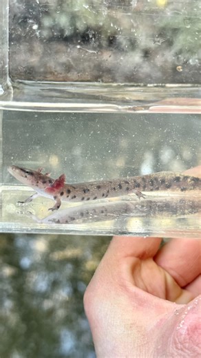 Will Robertson on Instagram: "Here are a few other neat dipnet finds from a day in Southern Mississippi. The fish is a pirate perch, the salamander is a gulf coast water dog, and the lamprey is a brook lamprey. All cool stuff! #waterdog #mudpuppy #aquarium #aquarium #axolotl #waterdog #animals #nature #fyp #fish #fishing #fishtank #critters #creatures #asmr #satisfying"