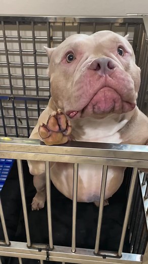 Meet El Gringo: The Happy American Bully