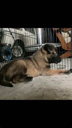 Publication d'adoption – Portée de bébés Malinois 🐾🖤